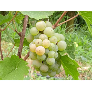 Морава Морава