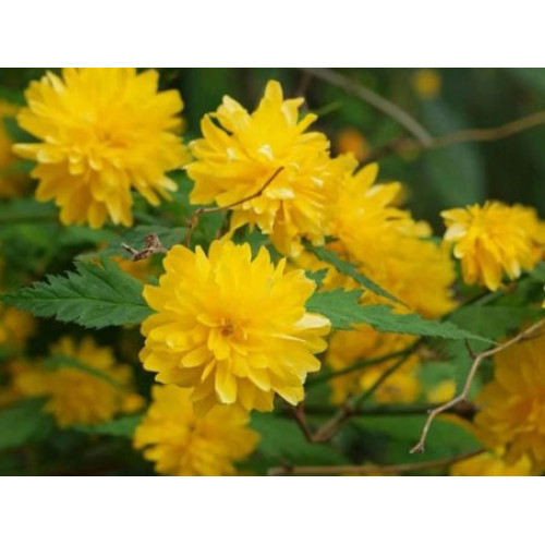 Керрия Pleniflora (Пленительная)