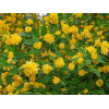 Керрия Pleniflora (Пленительная)