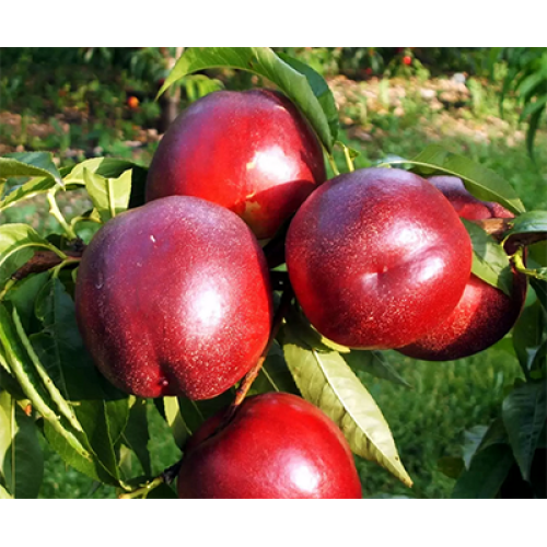 Биг Топ