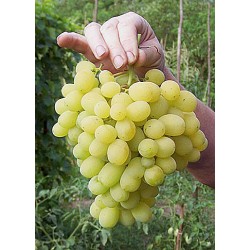 виноград белый Лора