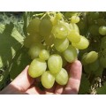 белый виноград Галахад