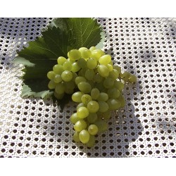 белый виноград Гарольд