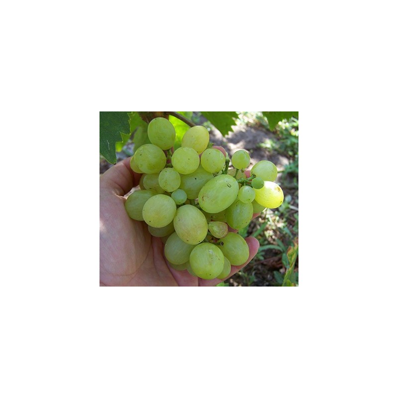 мускатный сорт винограда - Мускатель