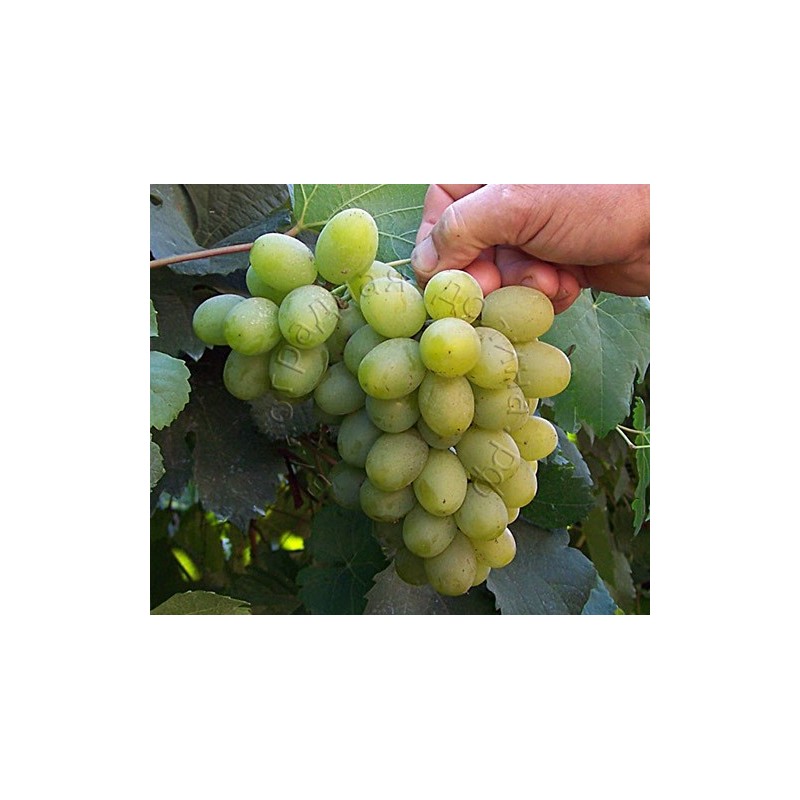 виноград Деметра