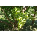 гроздь винограда Деметра