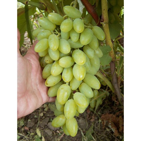 виноград, сорт, Тимур