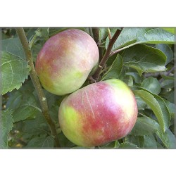 Белорусское малиновое сорт яблони