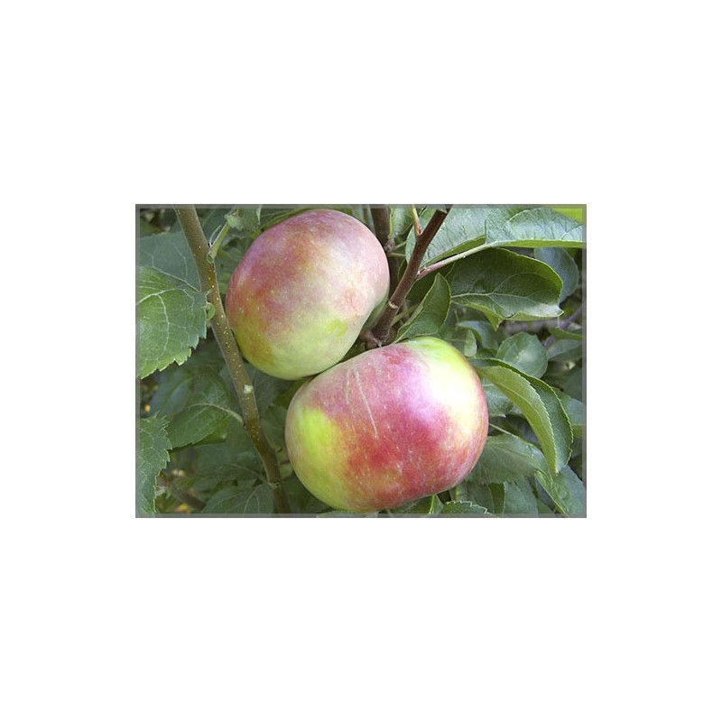 Белорусское малиновое сорт яблони