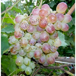 виноград Нимранг