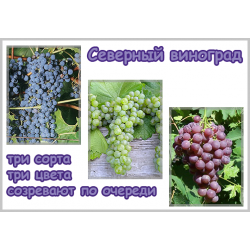 Набор саженцев  "Северный виноград"