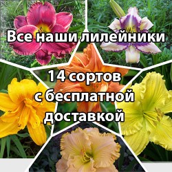 Большой набор лилейников
