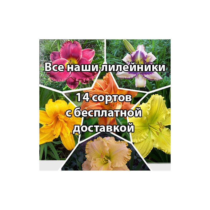 Большой набор лилейников