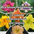Большой набор лилейников