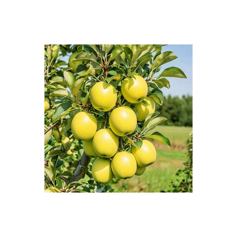 Синап орловский