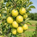 Синап орловский