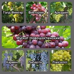 Набор из "7 столовых"