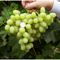 ранний сорт винограда — Аркадия