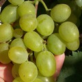 сорт винограда Тасон