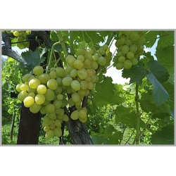 Тасон - белый виноград