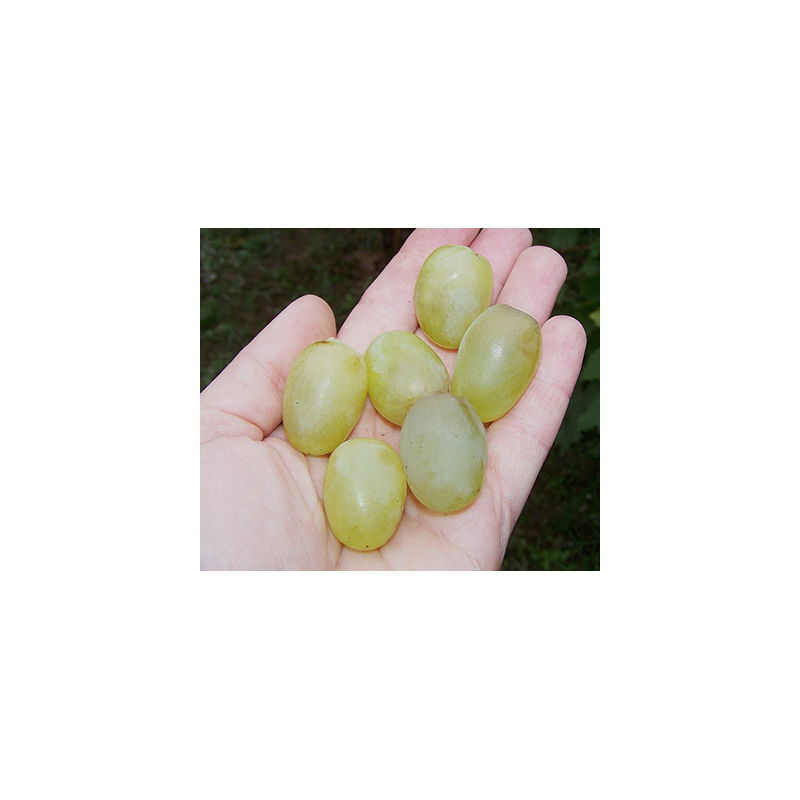 Галахад - сорт винограда