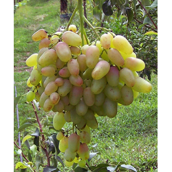 виноград сорт Денал