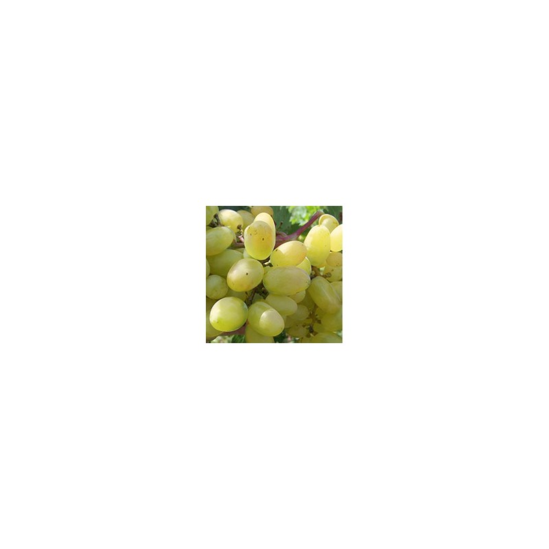 сорт винограда Бажена
