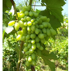 белый сорт винограда Бажена