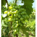 белый сорт винограда Бажена