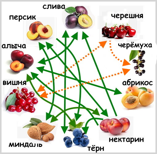 совместимость прививок