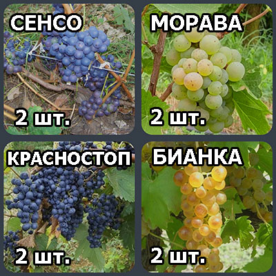 набор черенков винного винограда