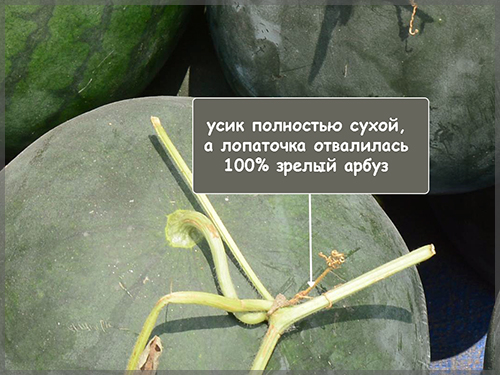 спелый арбуз