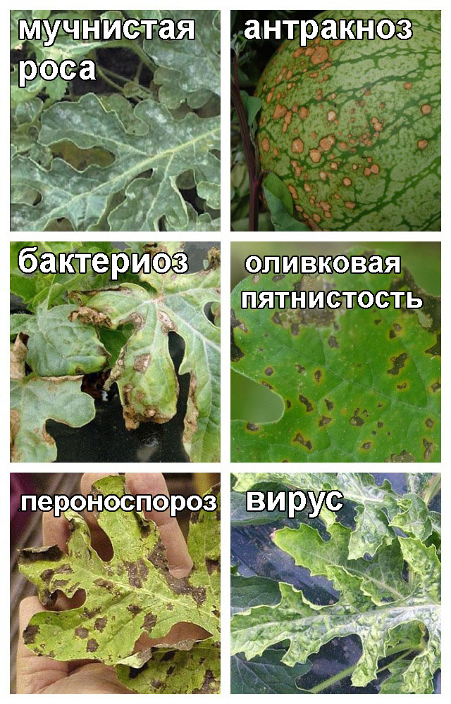 болезни арбуза