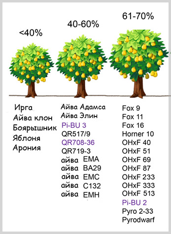 слаборослые подвои груши