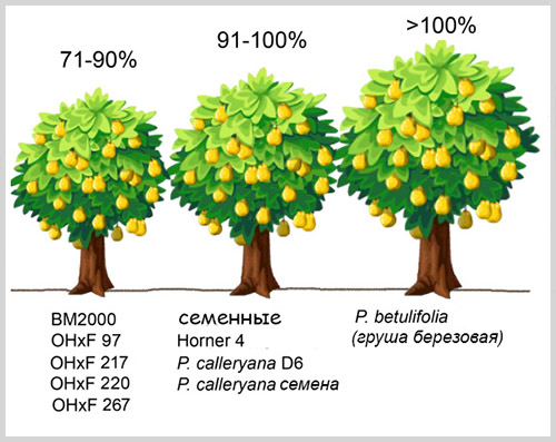 среднерослые подвои груши