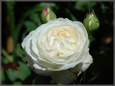 ‘Boule de Neige’ or ‘Globe White Hip’